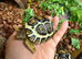 Rare High White Leopard Tortoise hatchlings