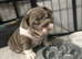 4 beautiful unique coloured pups
