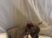 *READY NOW* Bully x frenchie