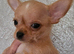 Chihuahua puppies