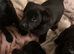 Labrador puppies