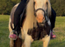 For sale henny 6yo cob mare