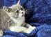 Top pedigree bsh kittens chunky big smiles ready now