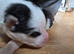 SIBERIAN HUSKY PUPS 1X MALE, 4 X FEMALE