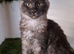 Pedigree Maine Coon kittens