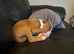 Old English bulldog puppy nebbr registered