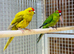 Kakaraki parrot