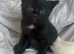 5 gorgeous kittens looking for there forever homes ️