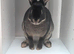 Female, rex rabbit, under 1 year old.