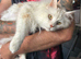 Maine Coon Male Cat.