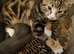 Female kitten