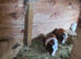 Male guinea pigs