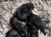 Patterdale puppies