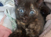 1 LOVELY FEMALE KITTEN.