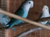 Peach faced lovebirds Alford Lincolnshire