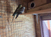 GOTHIC BLACK BUDGIES