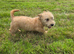 Two Glen of amaal Terriers pups