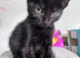 Mix Breed Tortoise Shell Kittens