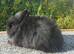 Stunning lionheads babies for rehoming