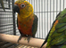 Hand Reared Baby Jenday Conures