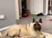 KC American Akita