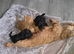 Cavapooshih