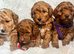 Toy poodle puppies