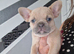 French bulldog pups