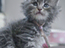 Chunky pure breed Mainecoon kittens ready now