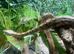 Hypo Nicaraguan Dwarf Boa at Birmingham Reptiles