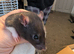 Dumbo/standard mix baby rats