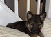 Princess the German shepherd