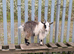 Female pigmy goats