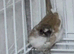 Bengalese finch for sale