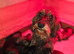 Standard Wirehair dachshund