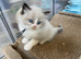 Pedigree Ragdoll