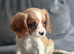 Cavalier King Charles
