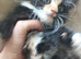 Long haired kittens
