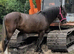 Outstanding chocolate dun 2yr filly