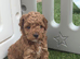 Cockapoo puppy&rsquo;s