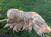 Golden retriever puppies (jacket potatos)