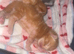 7 stunning kittens