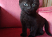 6 kittens, 2 female, 4 male