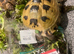 Herman’s tortoise
