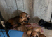 Beautiful traditionally bred puppies