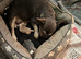 French bulldog/chihuaua