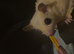 Sugar glider pair.