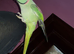 Very tame and taking alexandrine