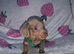Kc Miniture dachshund puppy's