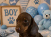 ** MINIATURE DACHSHUND PUPPIES PRA CLEAR **